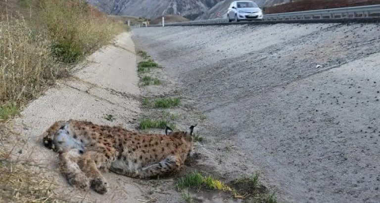 Sivas'ta Otomobilin Çarptığı Vaşak Öldü-sivas gazete haber-radyobora