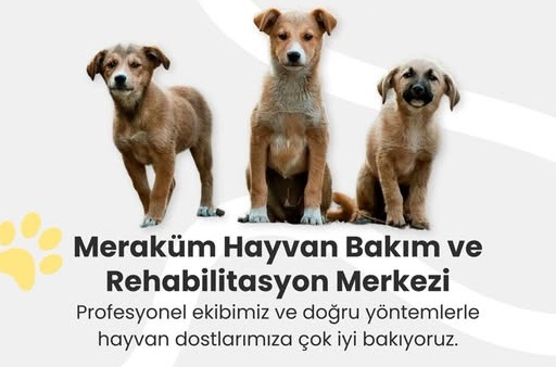 Sivas'ta İlçe ve köylerimizde bulunan dostlarımızın güvende kalması için Meraküm Hayvan Bakım ve Rehabilitasyon Merkezine -sivas gazete haber -radyo bora