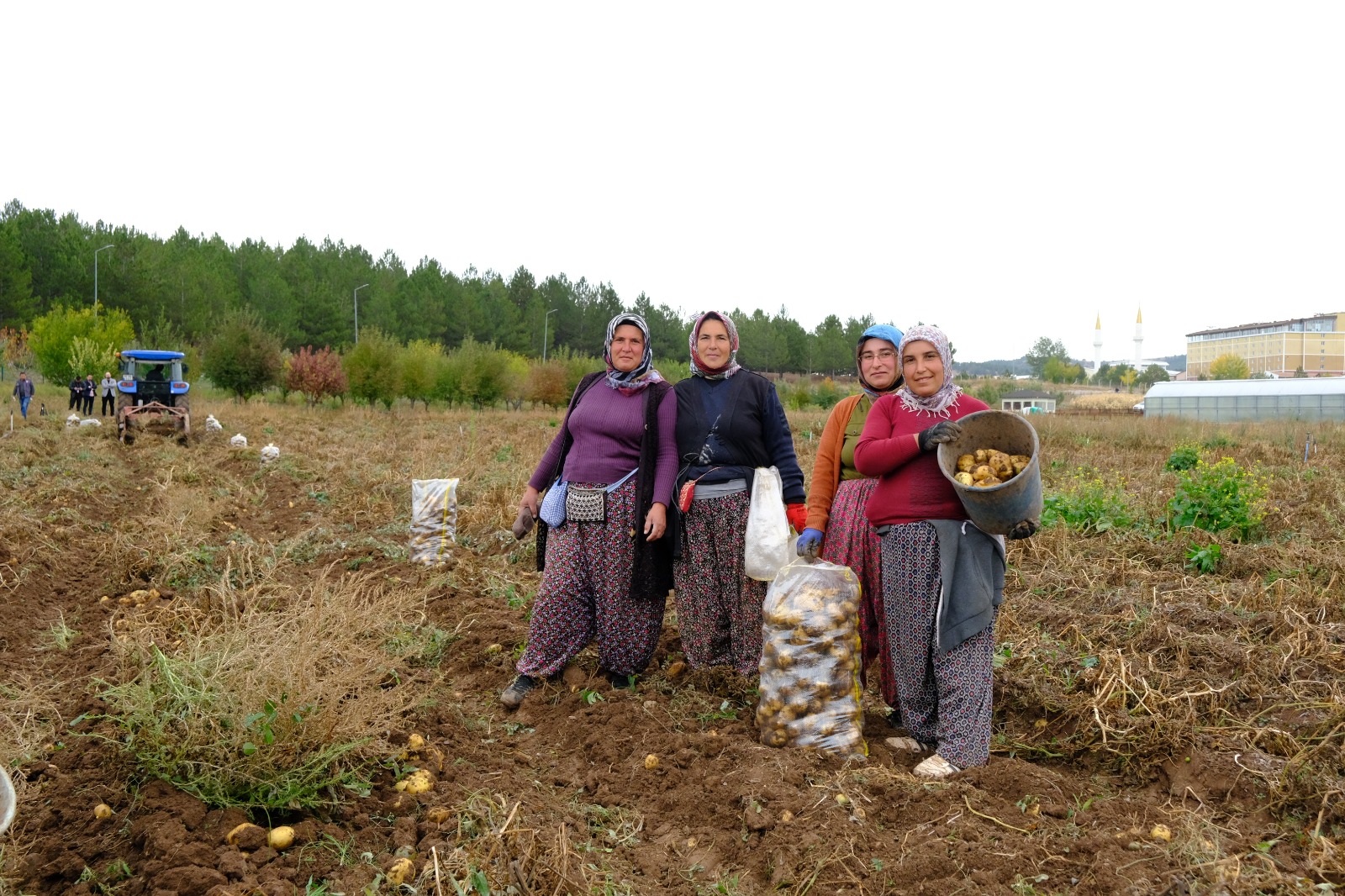 Sivas Cumhuriyet Üniversitesi'nde Patates Hasadı Başladı sivasgazetehaber radyobora