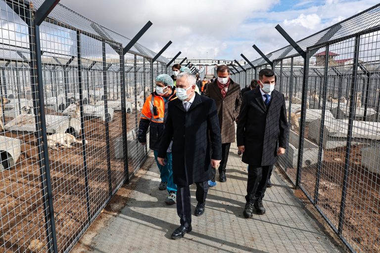 Sivas Meraküm Hayvan Bakım ve Rehabilitasyon Merkezi’nde Sokak Hayvanları Güvende SİVASGAZETEHABER RADYOBORA