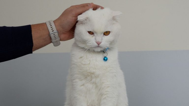 Cumhuriyet Üniversitesi Veteriner Fakültesi Hayvan Hastanesi Acil Kliniği Hizmetlerini Sürdürüyor sivasgazetehaber radyobora