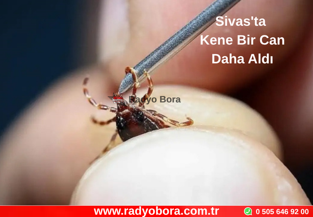 Sivas'ta Kene Bir Can Daha Aldı Radyo Bora