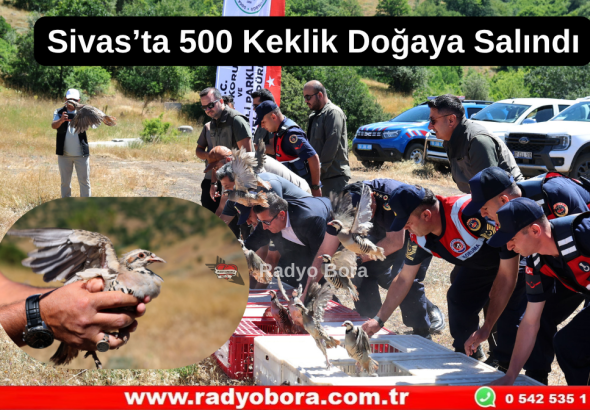 Sivas’ta 500 Keklik Doğaya Salındı Radyo Bora