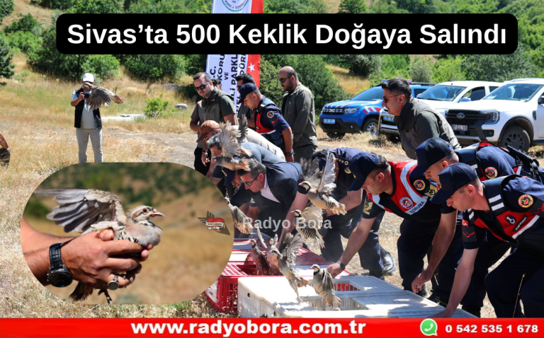 Sivas’ta 500 Keklik Doğaya Salındı Radyo Bora
