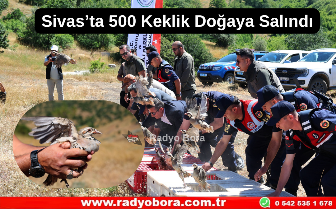 Sivas’ta 500 Keklik Doğaya Salındı Radyo Bora