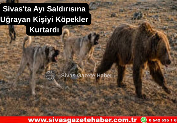 Sivas'ta Ayı Saldırısına Uğrayan Kişiyi Köpekler Kurtardı  Sivas Gazete Haber