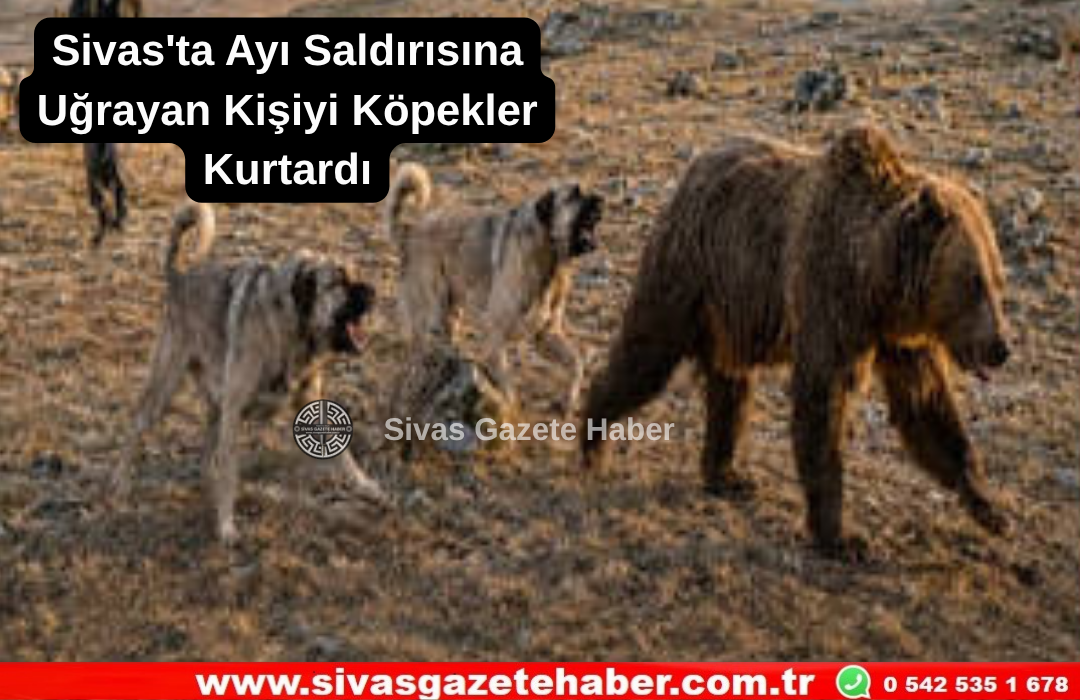 Sivas'ta Ayı Saldırısına Uğrayan Kişiyi Köpekler Kurtardı  Sivas Gazete Haber