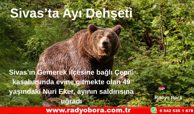 Sivas’ta Ayı Dehşeti Radyo Bora